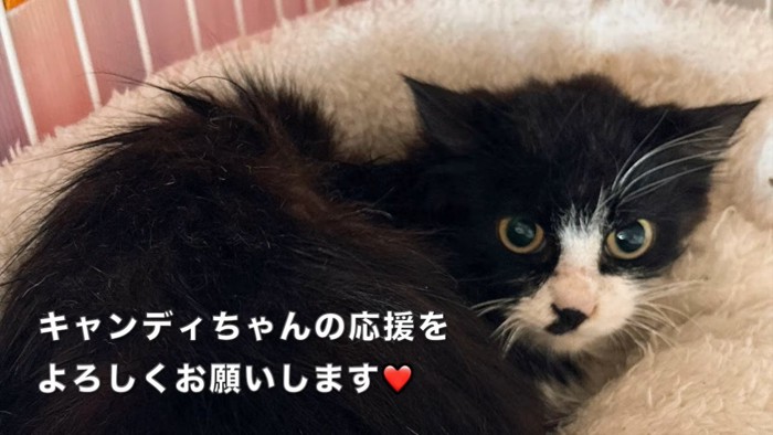 テロップ「キャンディちゃんの~」