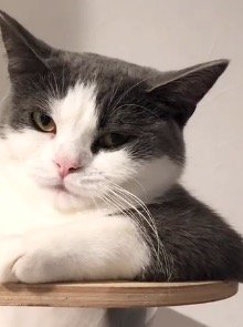 キャットタワーのボウルの中でくつろぐ猫の顔