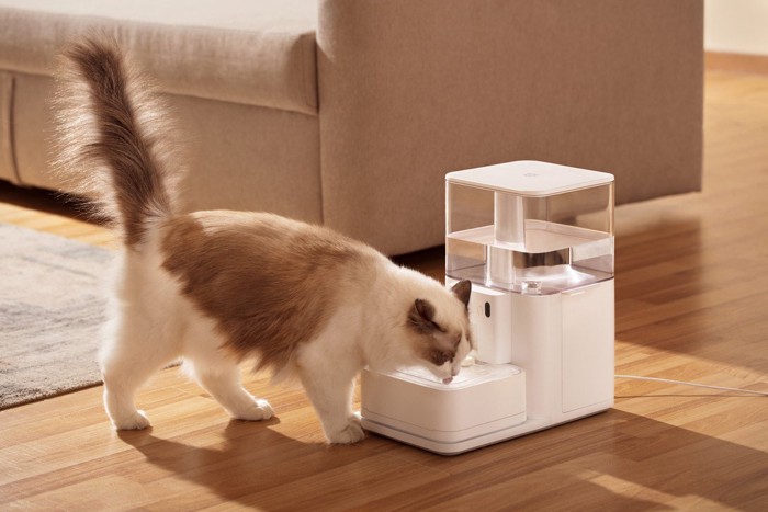 自動給水器で水を飲む猫