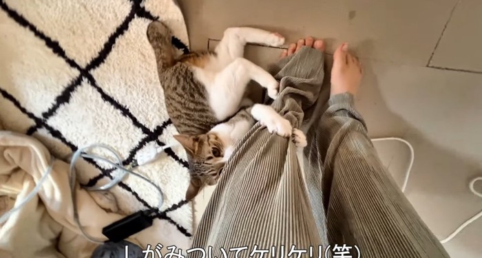 しがみつく猫