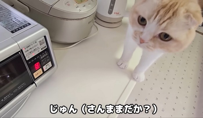 炊飯器の近くにいる猫