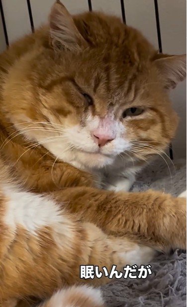 ケージで寝ている猫