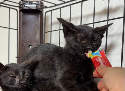 おやつを舐める黒猫の子猫