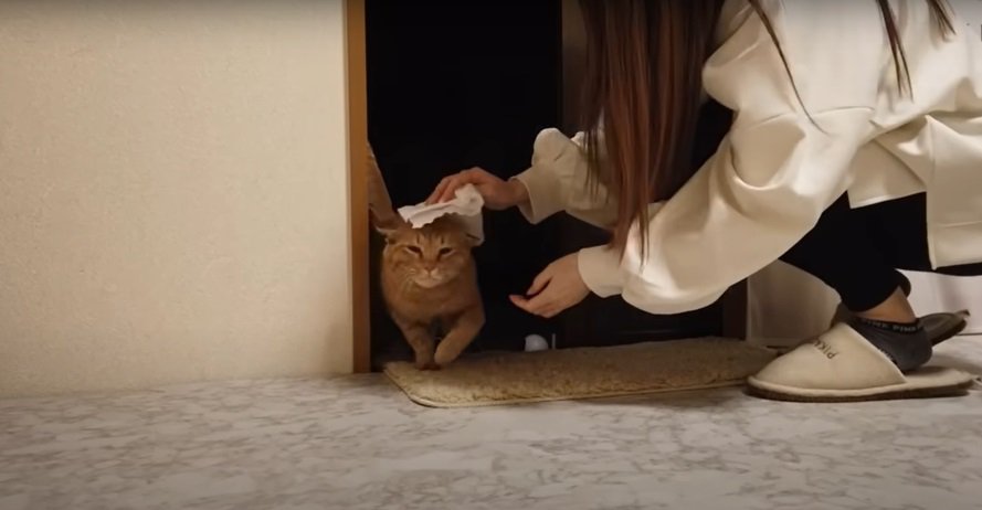 女性に体を拭いてもらう猫