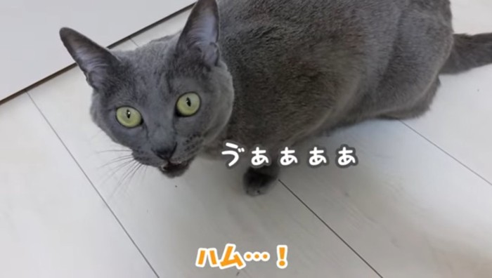 ゔぁぁと鳴く猫