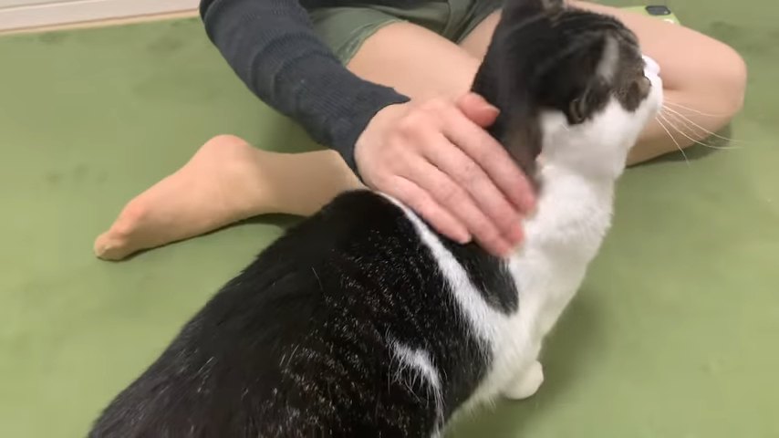 背中をなでられる猫