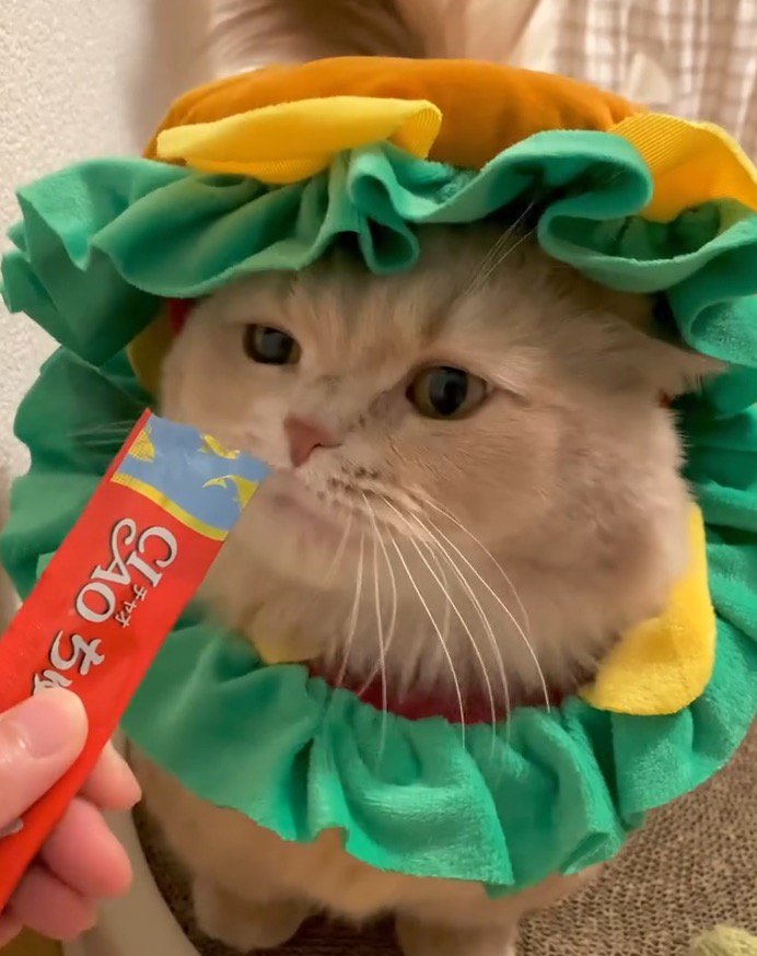 猫に液状おやつのパッケージを近づける飼い主