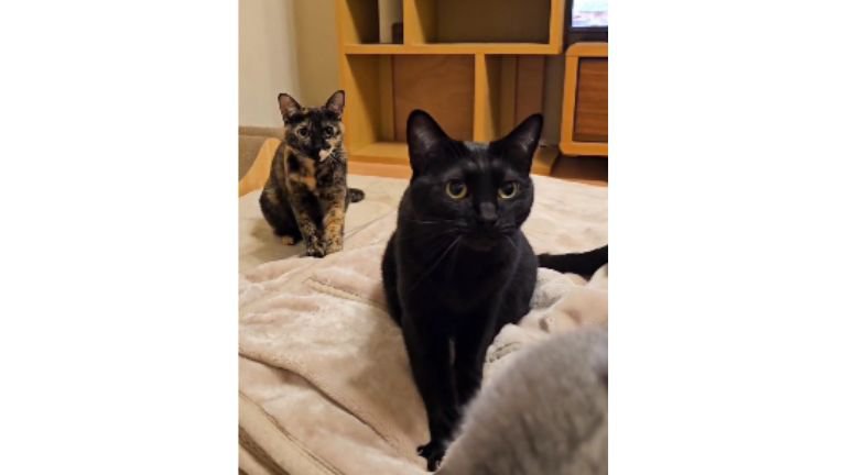 毛布にいる猫たち