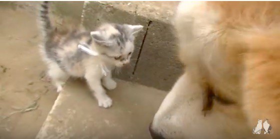 子猫と犬