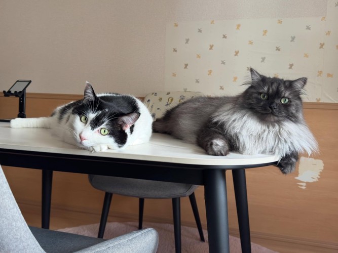 テーブルの上に乗る2匹の猫