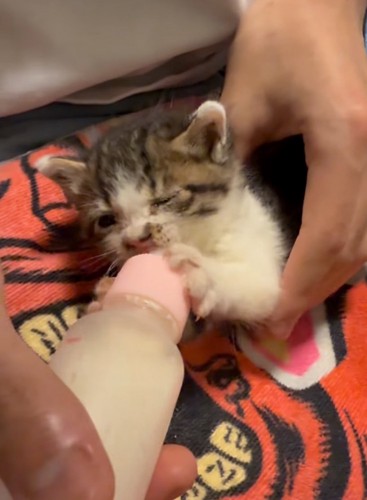 ミルクを飲む子猫