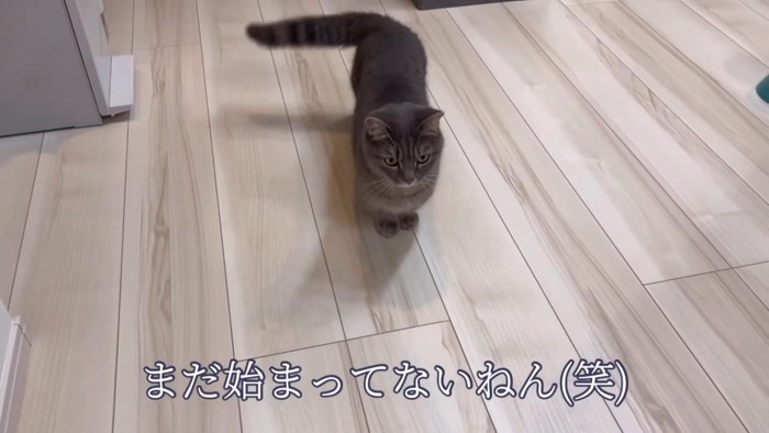 「まだ始まってないねん」のテロップと猫