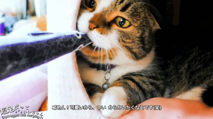 おもちゃを噛む猫