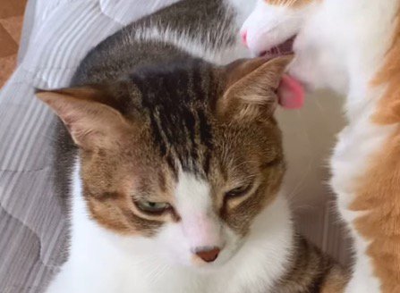 目を細めるキジ白猫