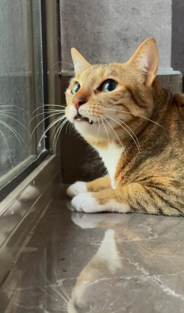 窓辺の猫