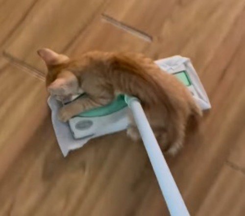 掃除道具に飛び乗る子猫