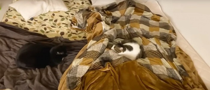 黒猫とキジシロが布団にいる