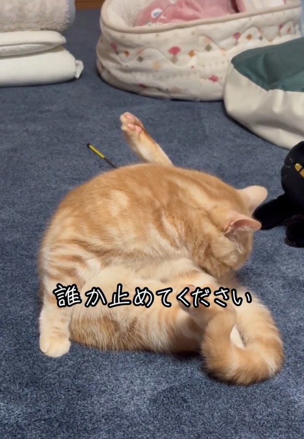 お尻を嗅ぐゴロちゃん