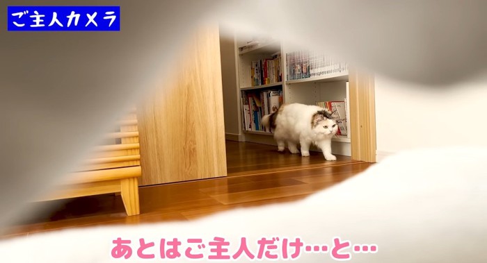 歩いている猫