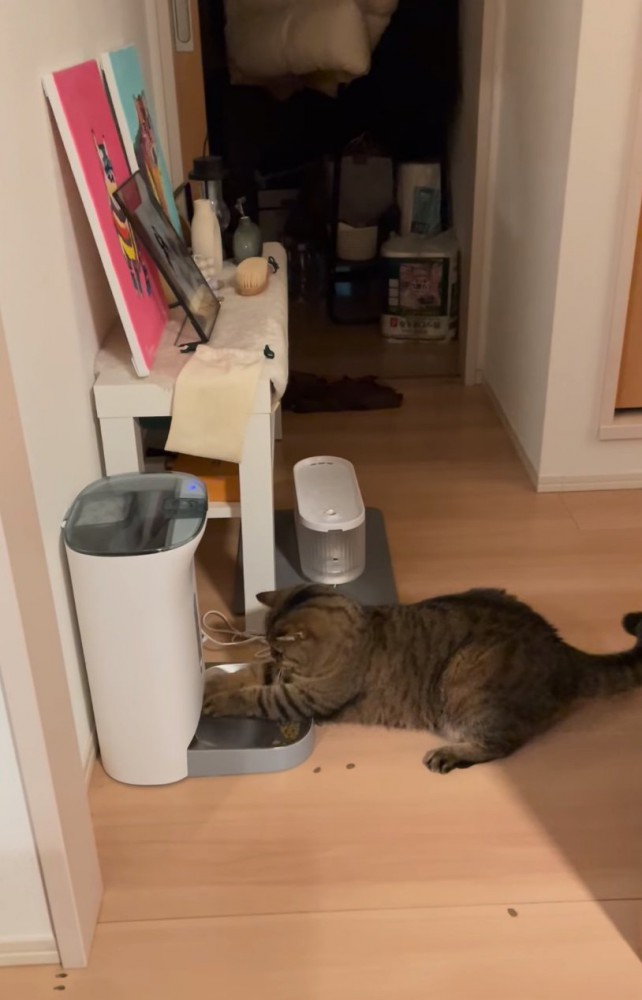 再び前足を突っ込む猫