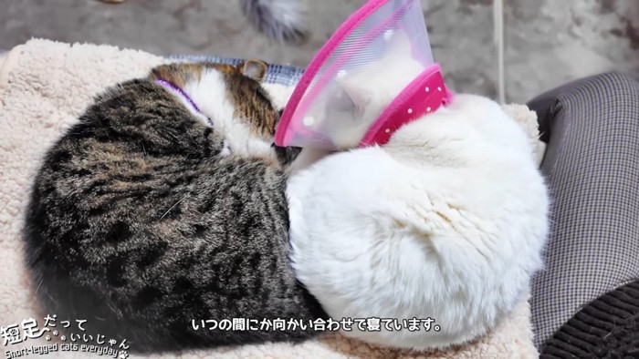 向かい合って寝る猫