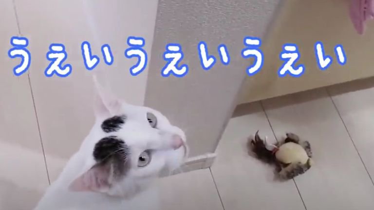 廊下を歩く猫