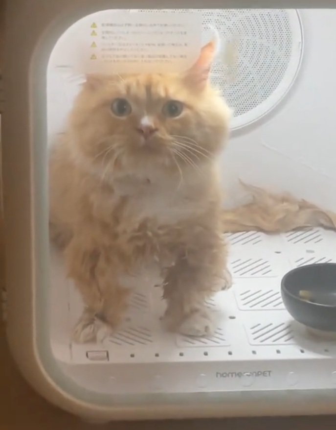 凝視する猫