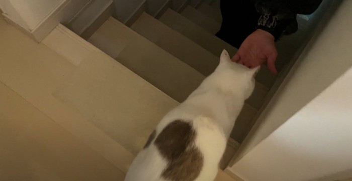 階段の上にいる猫と手を差し出す人