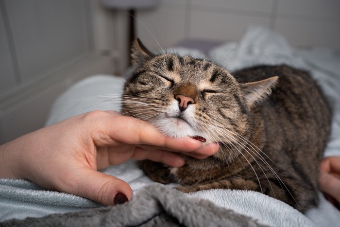 あご乗せで寝る猫