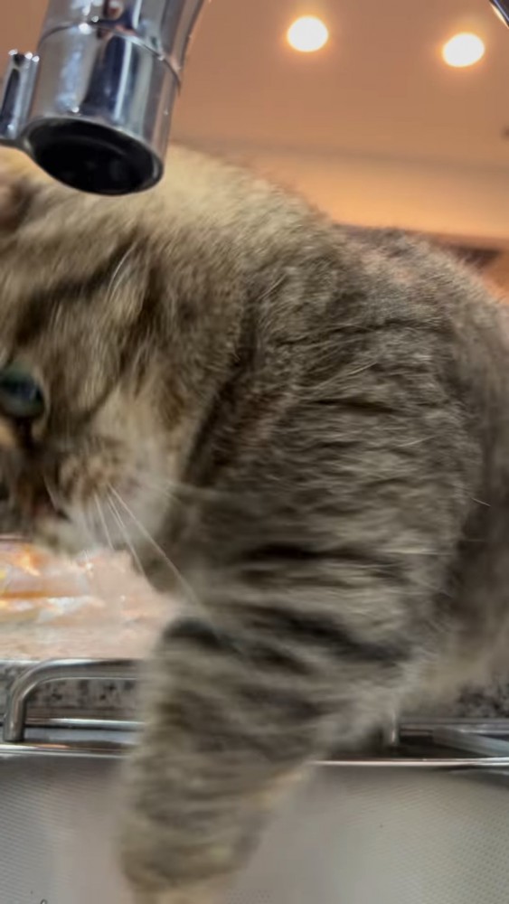 猫パンチする猫