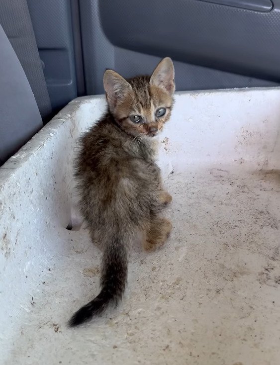 保護された子猫のアップ