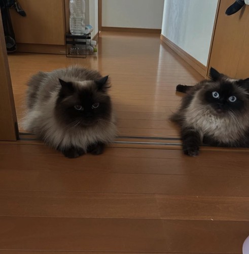 伏せをしている2匹の猫
