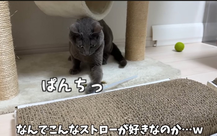 手を出す猫