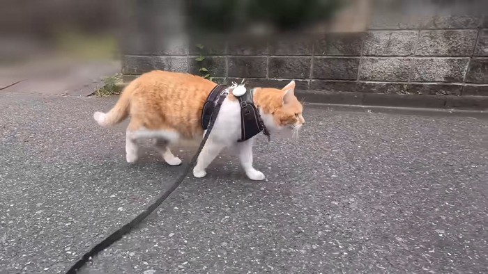 散歩する猫