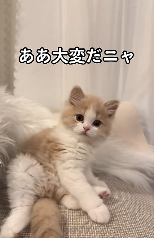 ムートンラグの前で座り込んでいる子猫