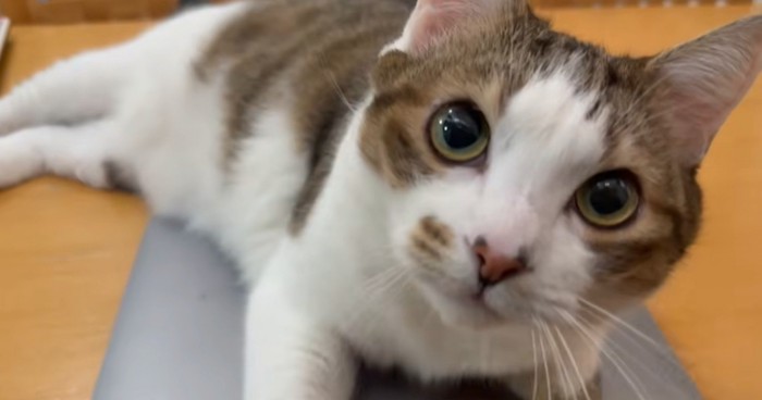 PCに乗る猫