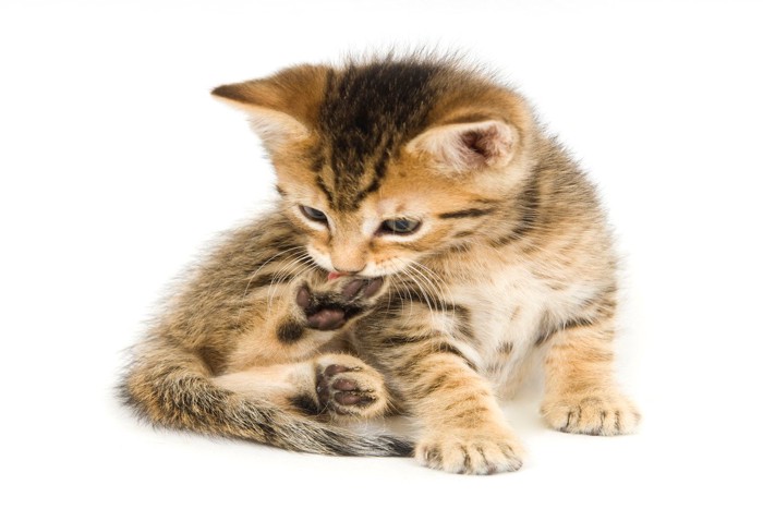爪を噛む子猫
