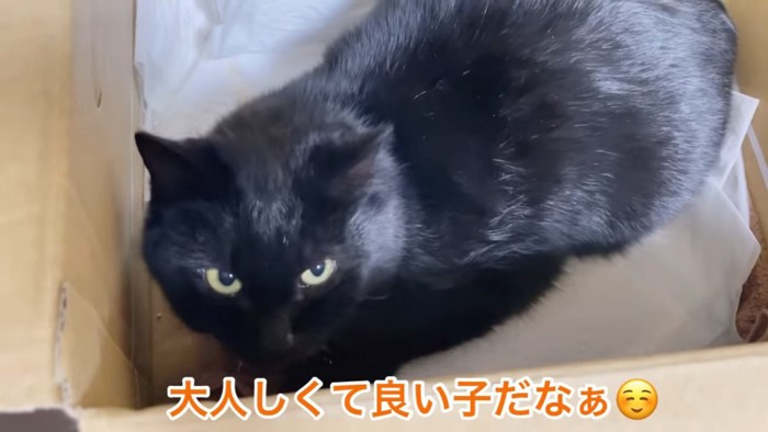 見上げる黒猫