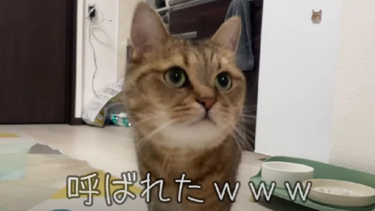 室内にいる猫