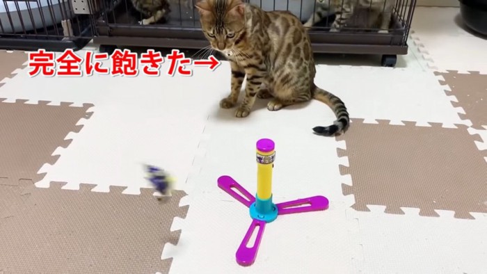 おもちゃの後ろに座る猫