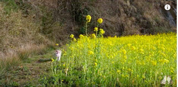 なの花畑