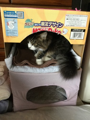 ダンボールハウスでくつろぐ猫