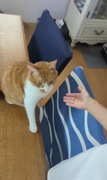 飼い主に近寄る猫