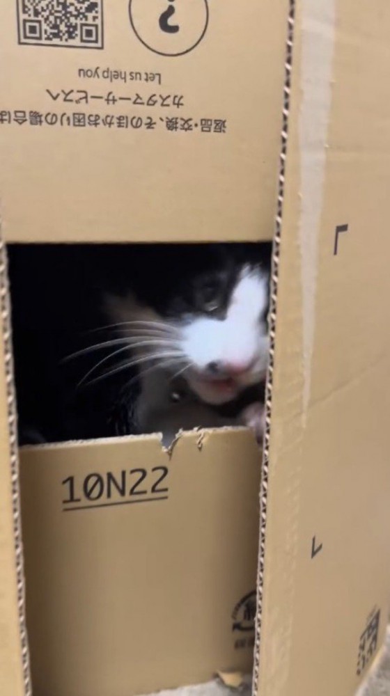 自分の顔の大きさしかフタが開いていないダンボールの中に入る猫