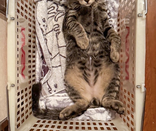 カゴの中で仰向けになっているキジトラ猫の体