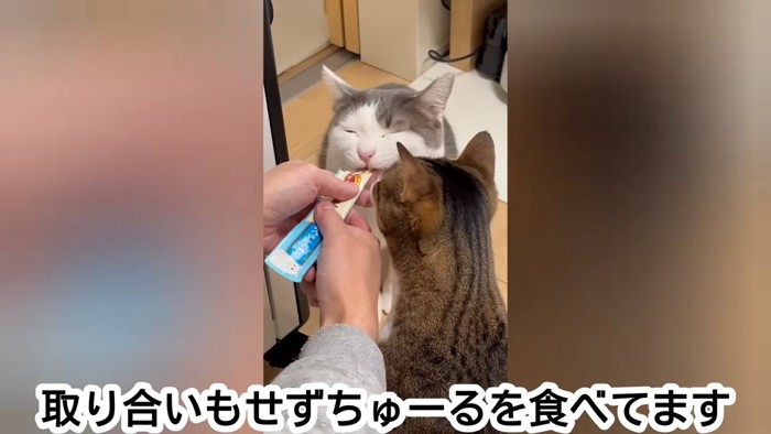 目を閉じておやつを食べる猫