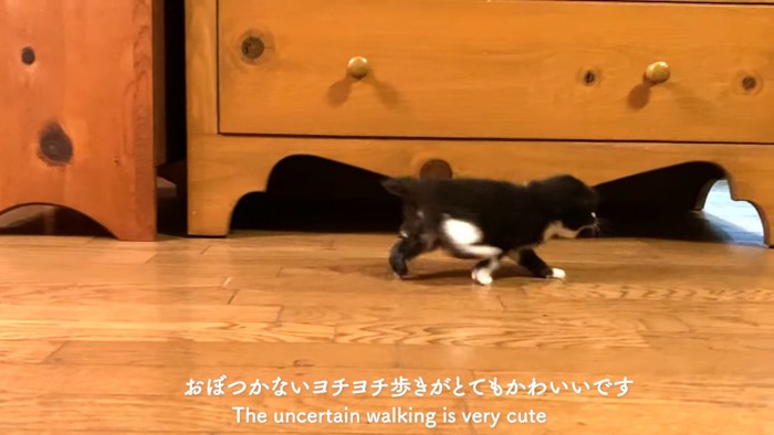 歩く子猫