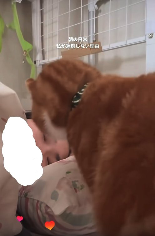 寝ている飼い主の顔を覗き込む猫（前のめり）