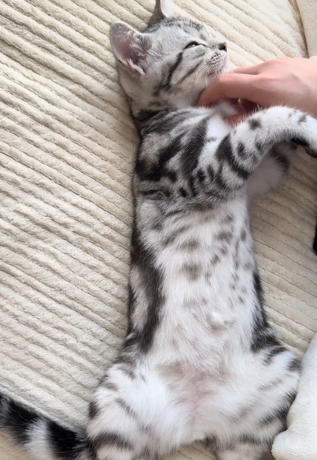 へそ天する猫