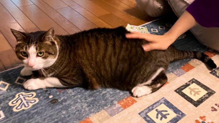 室内にいる猫